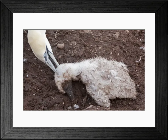 Framed Print : Picture No. 11050233 Framed Print : Picture No. 11050233