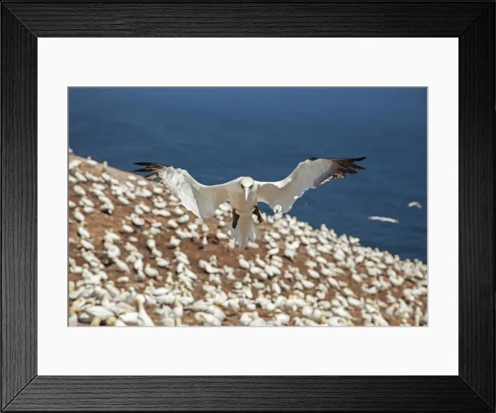 Framed Print : Picture No. 11050234 Framed Print : Picture No. 11050234