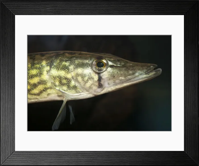 Framed Print : Picture No. 11050235 Framed Print : Picture No. 11050235