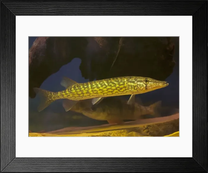 Framed Print : Picture No. 11050237 Framed Print : Picture No. 11050237