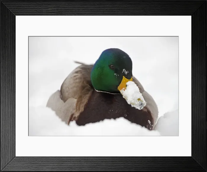 Framed Print : Picture No. 11050239 Framed Print : Picture No. 11050239