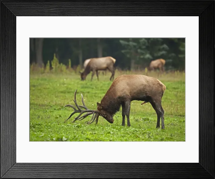 Framed Print : Picture No. 11050238 Framed Print : Picture No. 11050238