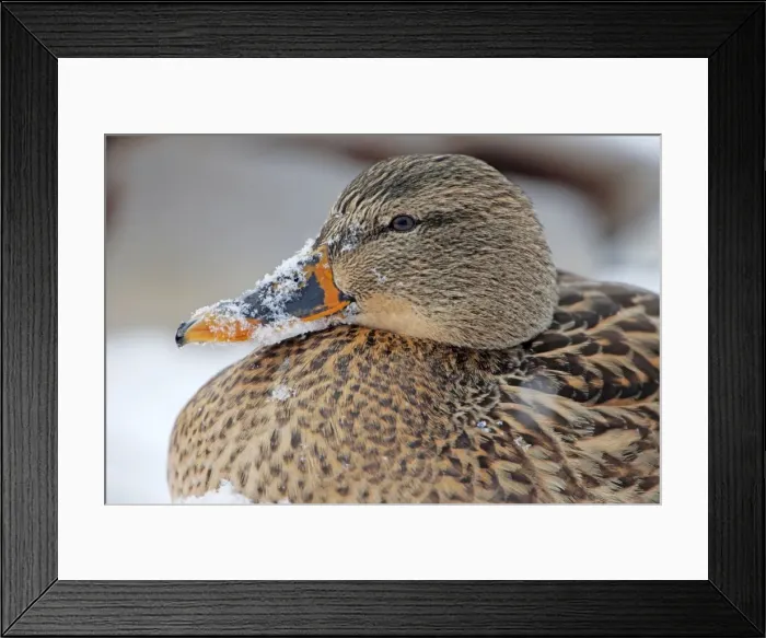 Framed Print : Picture No. 11050240 Framed Print : Picture No. 11050240