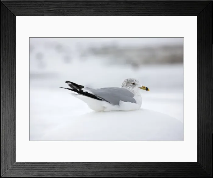 Framed Print : Picture No. 11050241 Framed Print : Picture No. 11050241