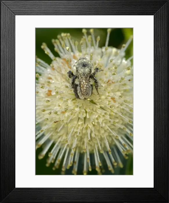 Framed Print : Picture No. 11050243 Framed Print : Picture No. 11050243