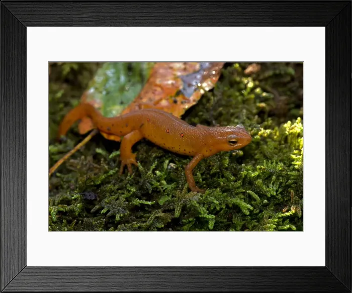 Framed Print : Picture No. 11050242 Framed Print : Picture No. 11050242