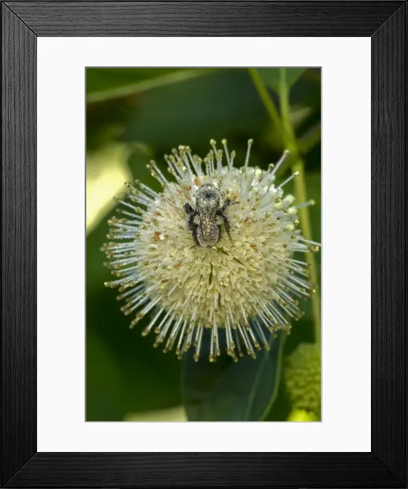Framed Print : Picture No. 11050244 Framed Print : Picture No. 11050244