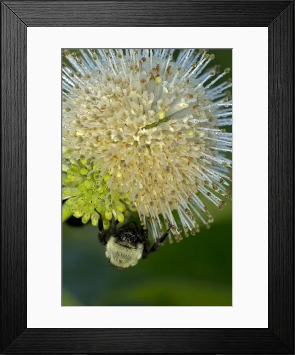 Framed Print : Picture No. 11050245 Framed Print : Picture No. 11050245