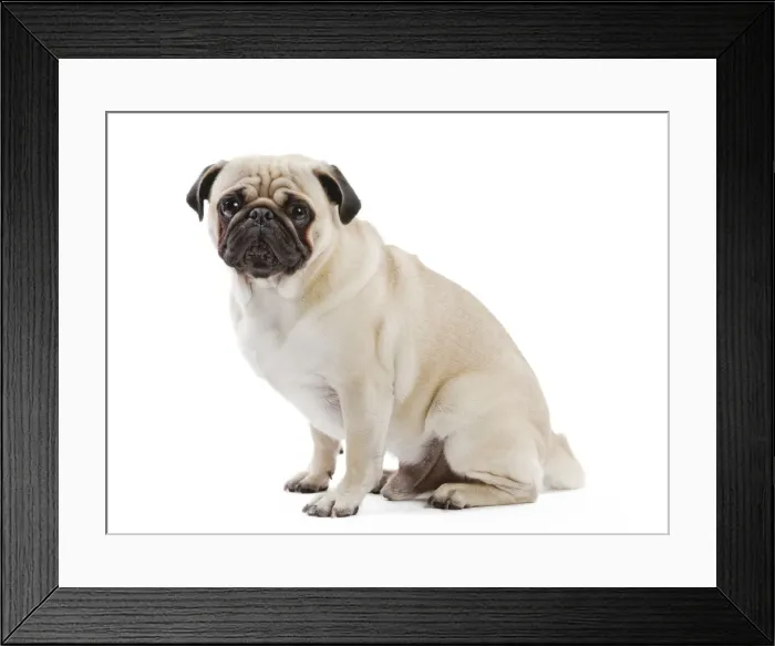 Framed Print : Picture No. 11050247 Framed Print : Picture No. 11050247