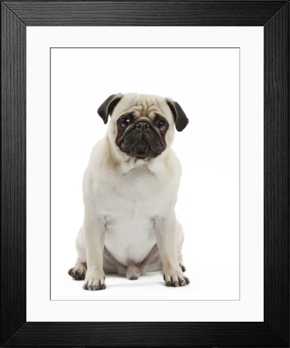 Framed Print : Picture No. 11050248 Framed Print : Picture No. 11050248