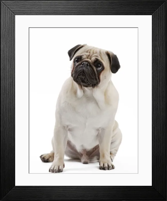 Framed Print : Picture No. 11050249 Framed Print : Picture No. 11050249