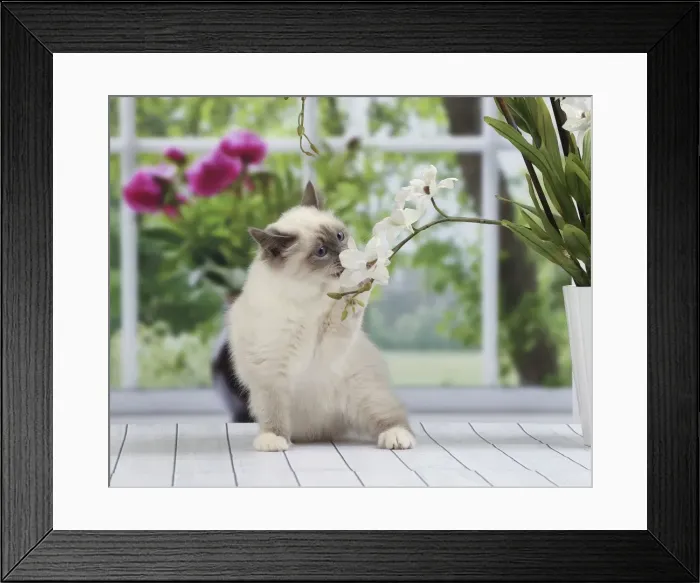 Framed Print : Picture No. 11050251 Framed Print : Picture No. 11050251