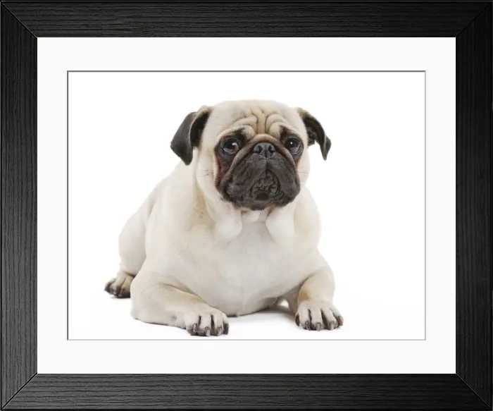 Framed Print : Picture No. 11050250 Framed Print : Picture No. 11050250