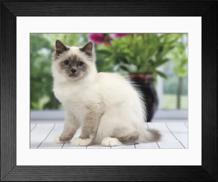 Framed Print : Picture No. 11050252 Framed Print : Picture No. 11050252