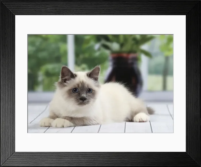 Framed Print : Picture No. 11050253 Framed Print : Picture No. 11050253
