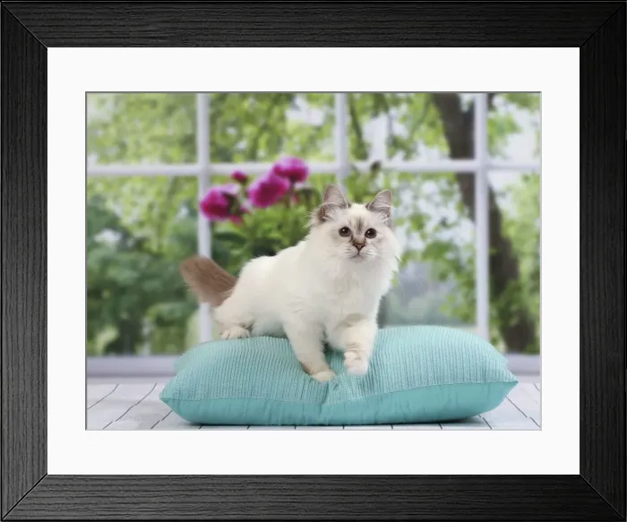 Framed Print : Picture No. 11050260 Framed Print : Picture No. 11050260