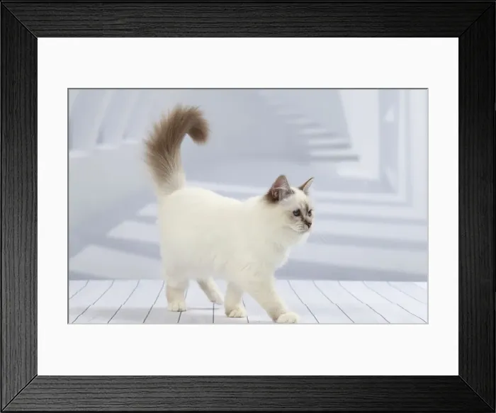 Framed Print : Picture No. 11050268 Framed Print : Picture No. 11050268