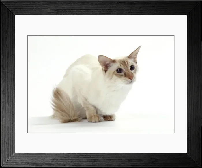 Framed Print : Picture No. 11050270 Framed Print : Picture No. 11050270