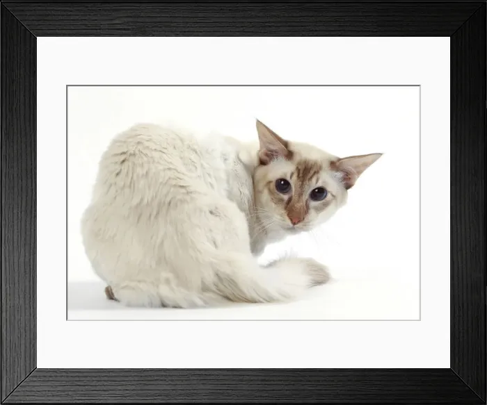 Framed Print : Picture No. 11050271 Framed Print : Picture No. 11050271