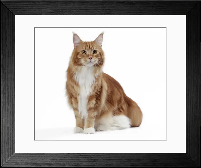 Framed Print : Picture No. 11050275 Framed Print : Picture No. 11050275