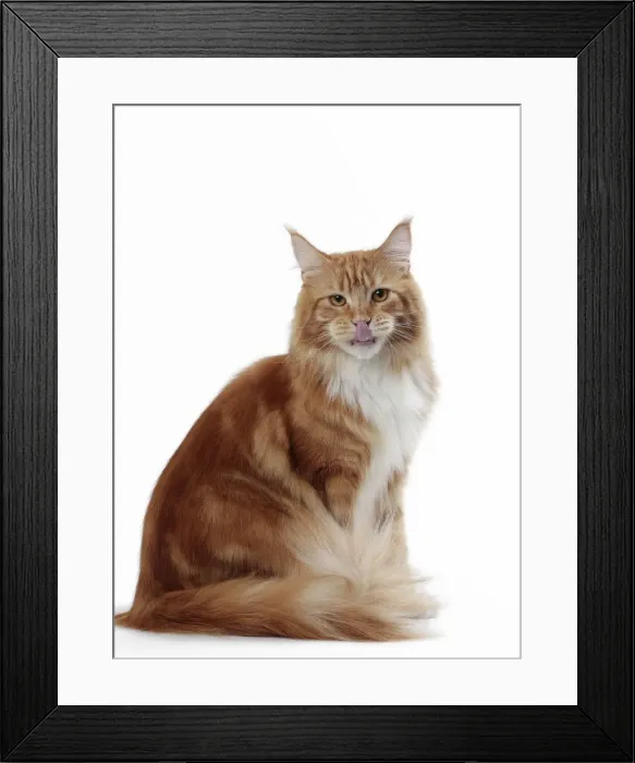 Framed Print : Picture No. 11050278