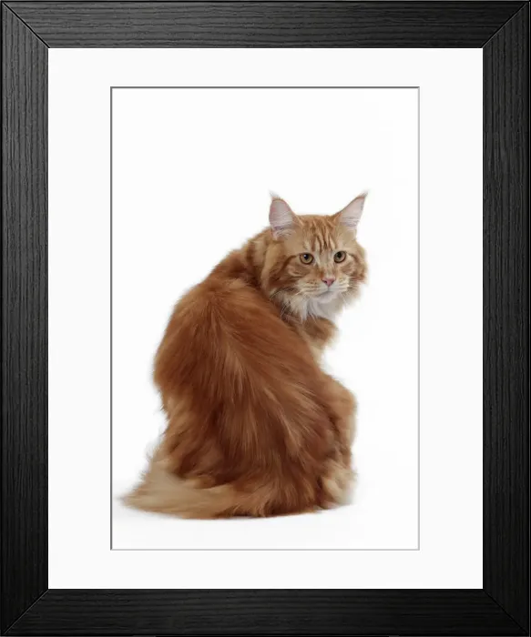 Framed Print : Picture No. 11050284 Framed Print : Picture No. 11050284