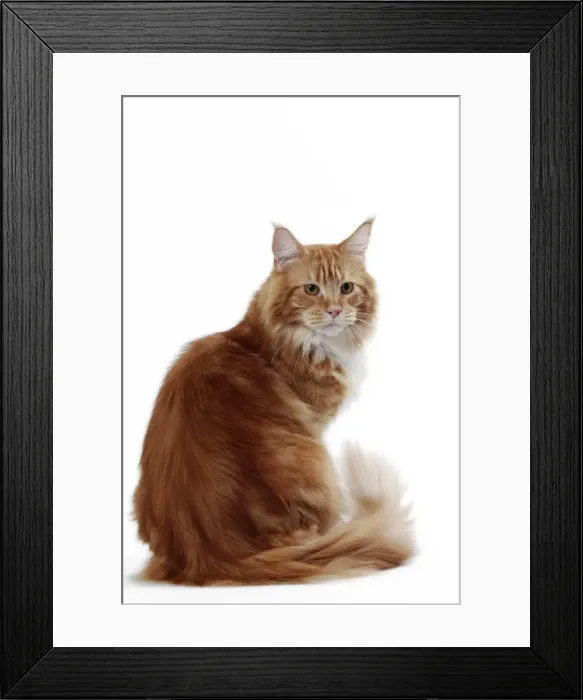 Framed Print : Picture No. 11050285 Framed Print : Picture No. 11050285