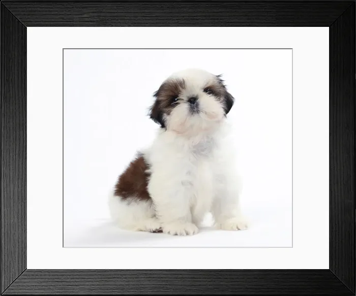 Framed Print : Picture No. 11050292 Framed Print : Picture No. 11050292
