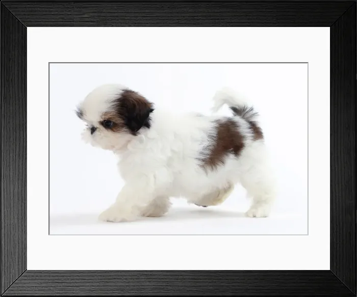 Framed Print : Picture No. 11050294 Framed Print : Picture No. 11050294
