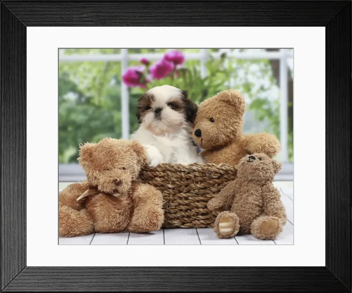 Framed Print : Picture No. 11050296 Framed Print : Picture No. 11050296