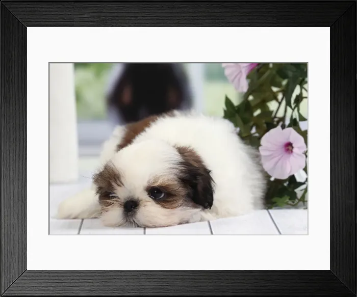 Framed Print : Picture No. 11050298 Framed Print : Picture No. 11050298