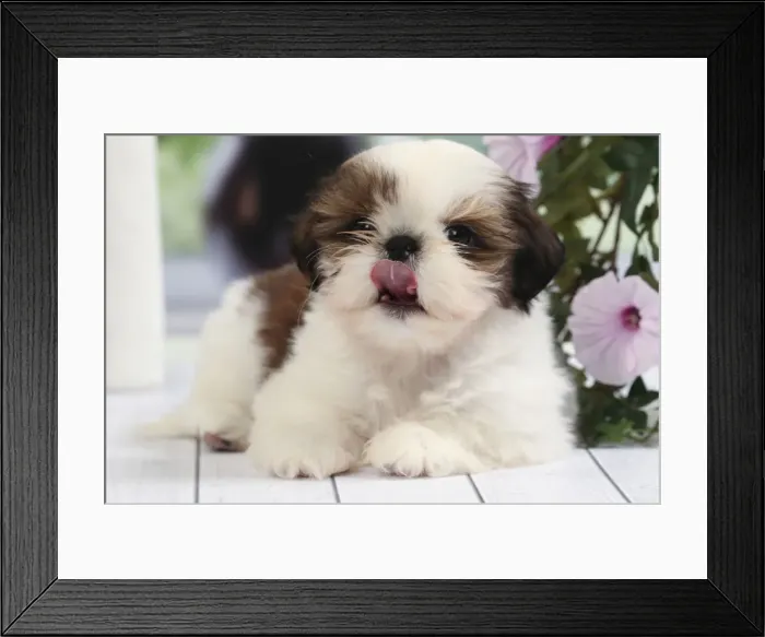 Framed Print : Picture No. 11050300 Framed Print : Picture No. 11050300
