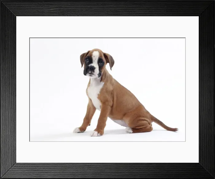 Framed Print : Picture No. 11050302 Framed Print : Picture No. 11050302