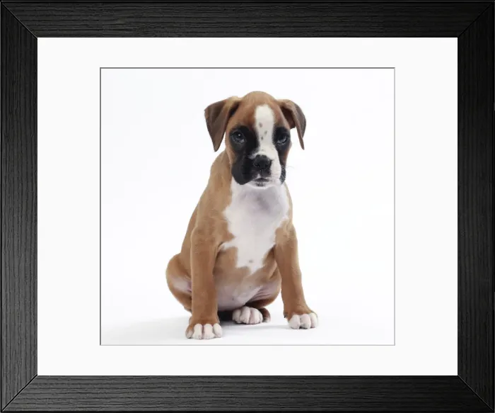 Framed Print : Picture No. 11050305 Framed Print : Picture No. 11050305