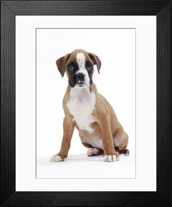 Framed Print : Picture No. 11050303 Framed Print : Picture No. 11050303