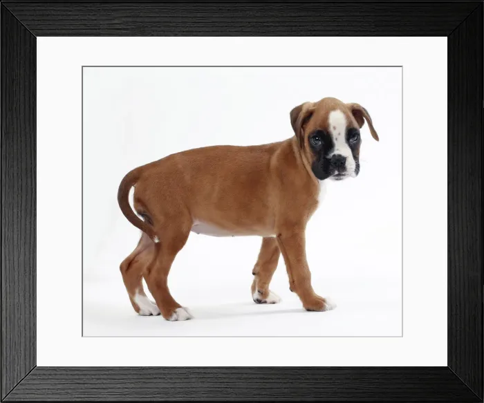 Framed Print : Picture No. 11050307 Framed Print : Picture No. 11050307