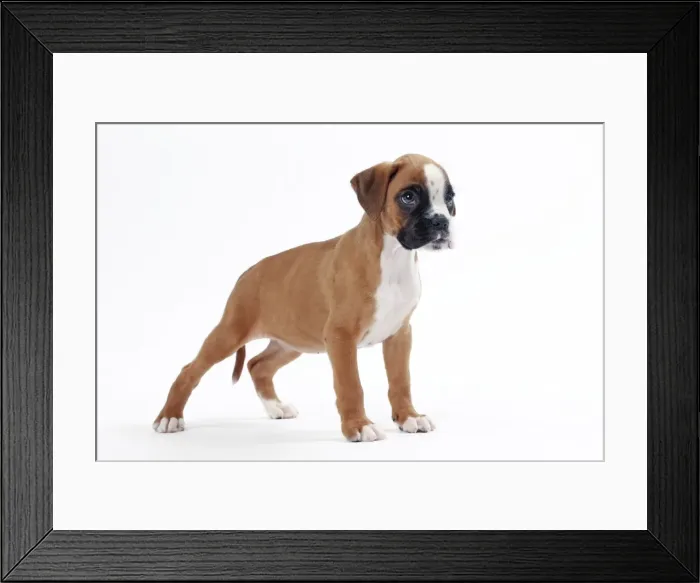 Framed Print : Picture No. 11050308 Framed Print : Picture No. 11050308