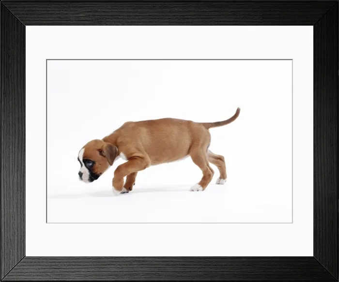 Framed Print : Picture No. 11050309 Framed Print : Picture No. 11050309