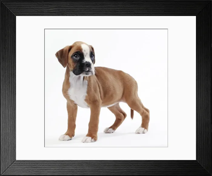 Framed Print : Picture No. 11050310 Framed Print : Picture No. 11050310