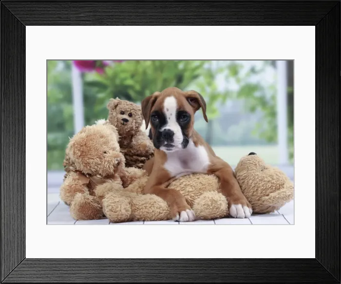 Framed Print : Picture No. 11050312 Framed Print : Picture No. 11050312