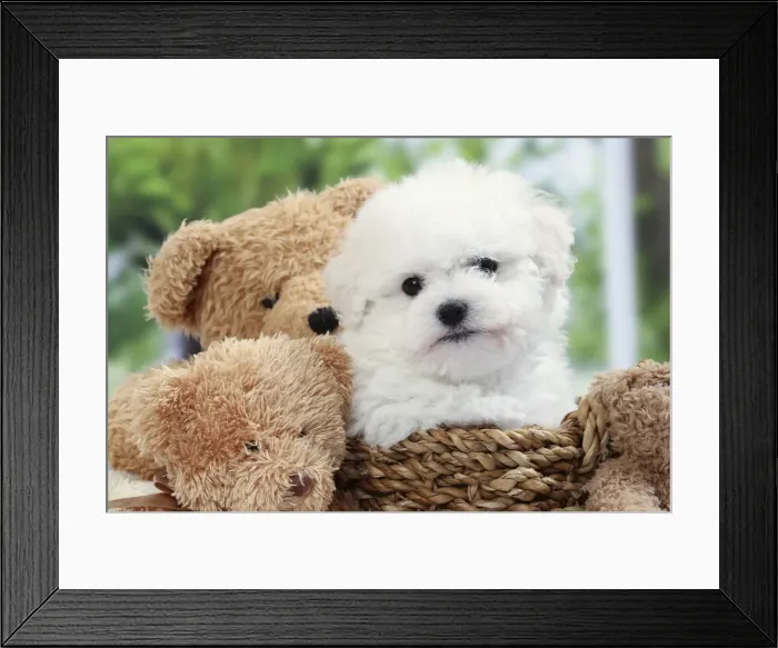 Framed Print : Picture No. 11050314 Framed Print : Picture No. 11050314