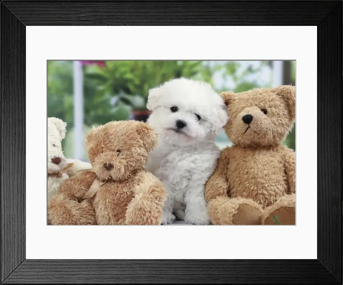 Framed Print : Picture No. 11050316 Framed Print : Picture No. 11050316