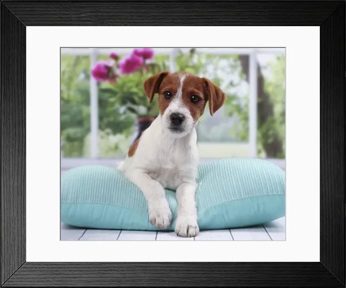 Framed Print : Picture No. 11050318 Framed Print : Picture No. 11050318