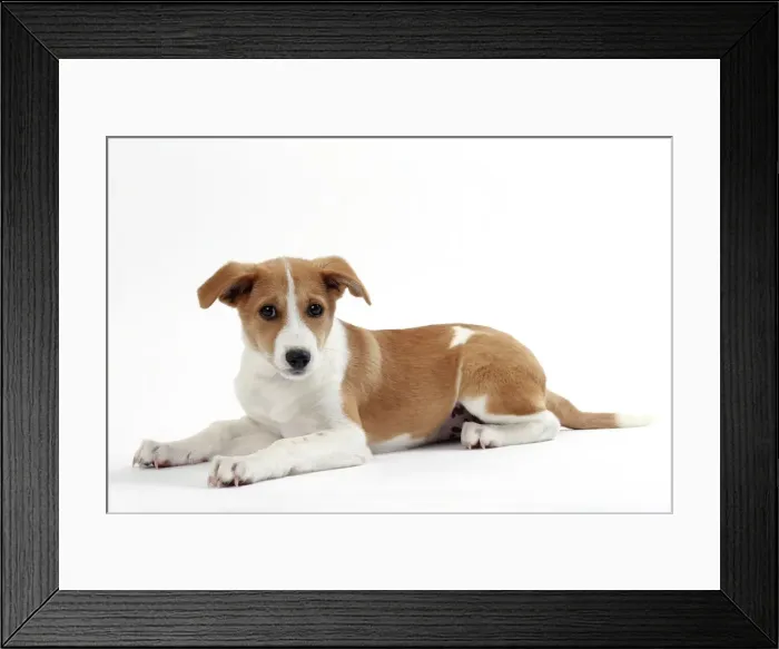 Framed Print : Picture No. 11050320 Framed Print : Picture No. 11050320
