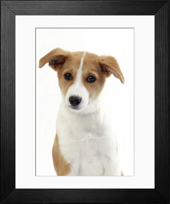 Framed Print : Picture No. 11050321 Framed Print : Picture No. 11050321