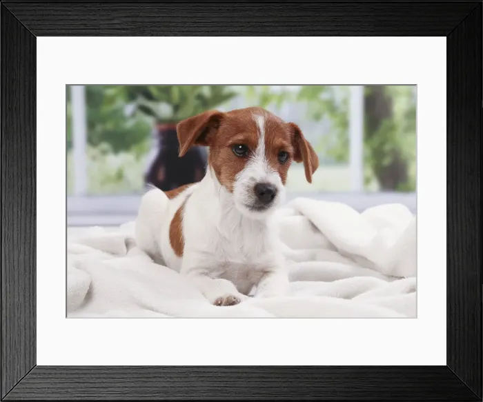 Framed Print : Picture No. 11050319 Framed Print : Picture No. 11050319