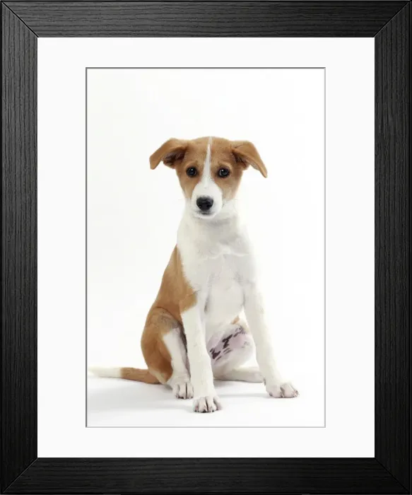 Framed Print : Picture No. 11050322 Framed Print : Picture No. 11050322