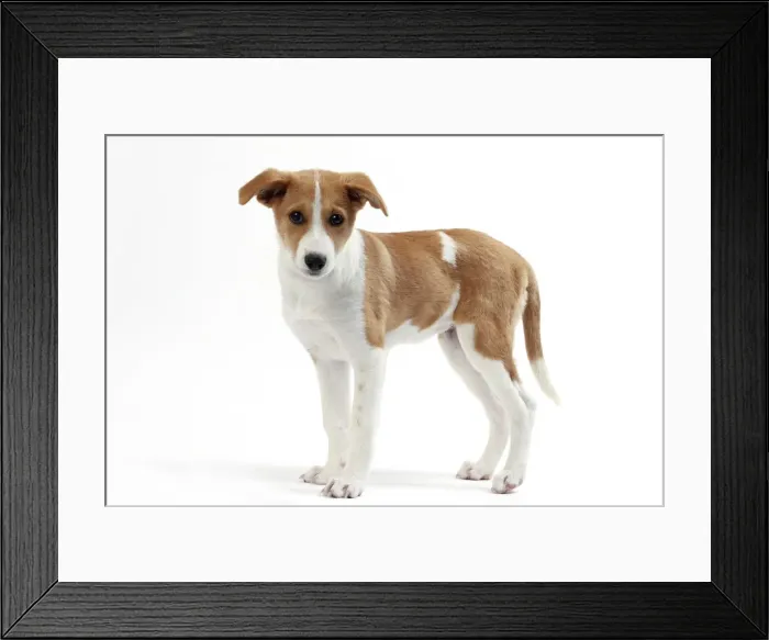 Framed Print : Picture No. 11050324 Framed Print : Picture No. 11050324