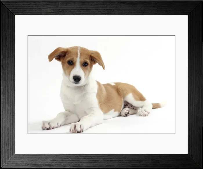 Framed Print : Picture No. 11050323 Framed Print : Picture No. 11050323