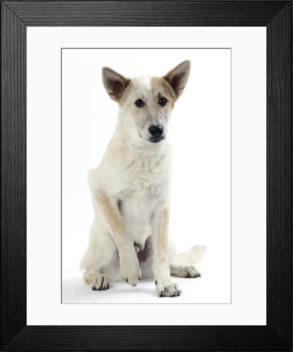 Framed Print : Picture No. 11050325 Framed Print : Picture No. 11050325